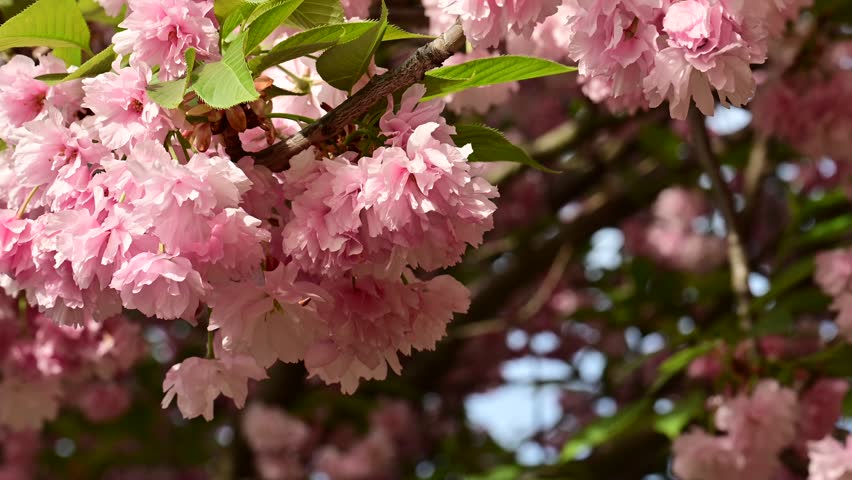 the beautifu;l tree blossoms closeup