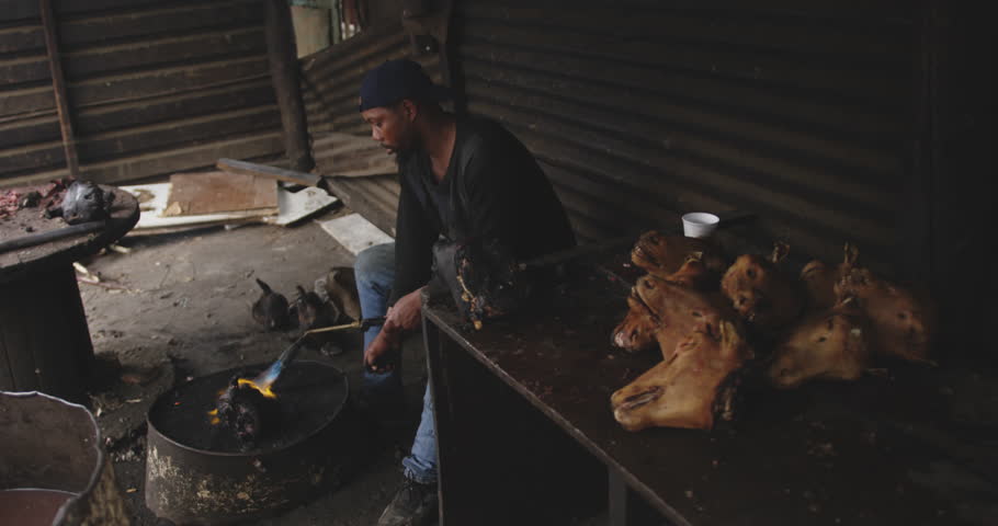 Side view of an African male butcher in a township workshop, holding torch and burning animal head with animal heads on table in the foreground, slow motion