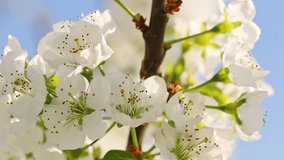Short clip of bee pollinating plum tree flowers in blossom