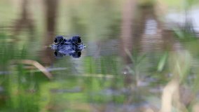 Captivating Slow Motion Video of Alligator Eyes Peering Above Water Surface at Camera