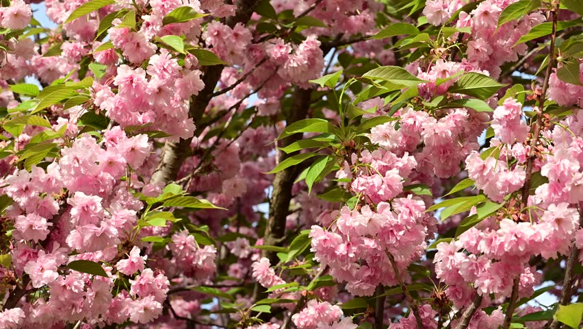 the beautifu;l tree blossoms closeup