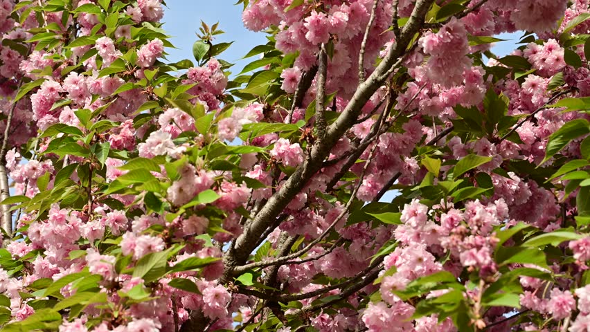 the beautifu;l tree blossoms closeup