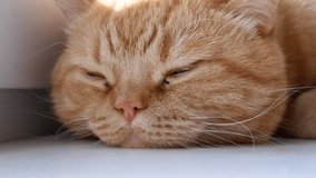 an adult large red domestic cat lies on the windowsill and basks in the sun. red pet