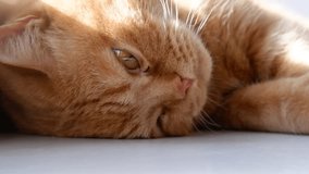 an adult large red domestic cat lies on the windowsill and basks in the sun. red pet
