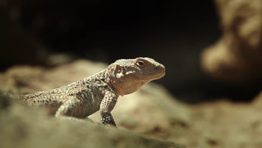 Close-up of spiny-tailed lizard  Standing on a rock and looking around Royalty-Free Stock Footage #3477953407