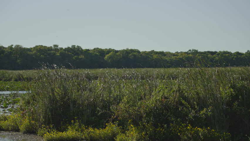 Point Pelee National Park Marsh With Tall Grass Blowing In The Wind And Trees In The Background, Ontario, Canada. - wide shot