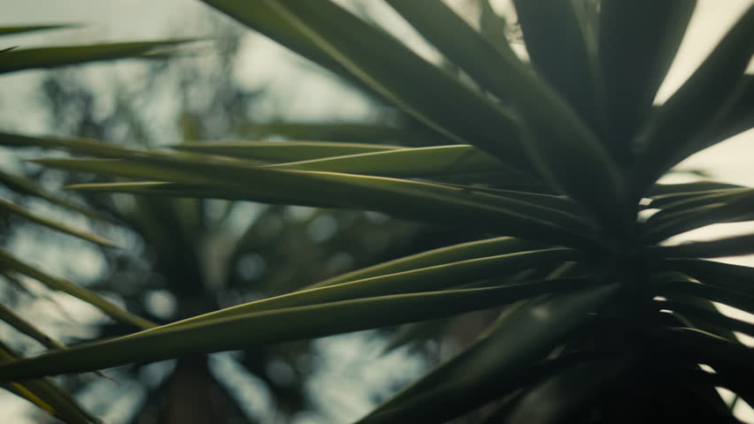 A spikey plant moving back and forth, shot with a shallow depth of field in slow-motion.