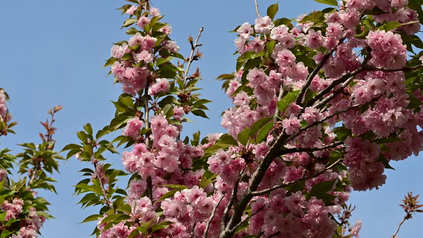 the beautifu;l tree blossoms closeup