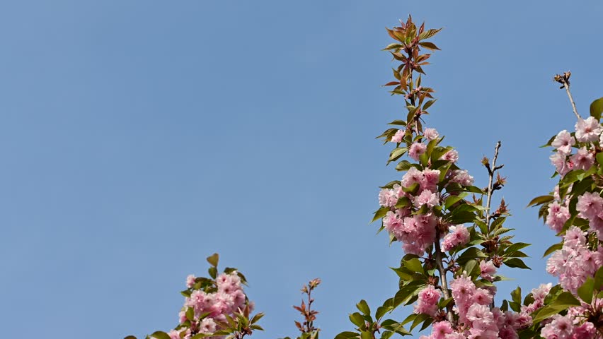 the beautifu;l tree blossoms closeup