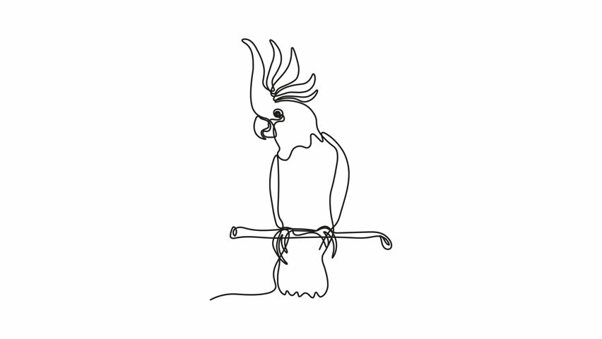 Self drawing animation with one continuous line draw, logo,
abstract parrot with a tuft, cockatoo