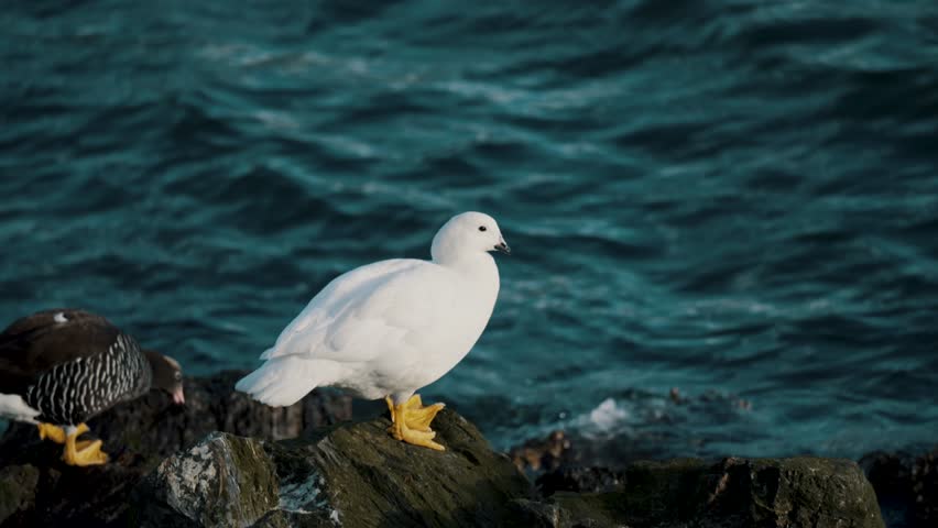 Pair Of Kelp Goose On Coastal Rocks In Ushuaia, Patagonia, Argentina. closeup shot