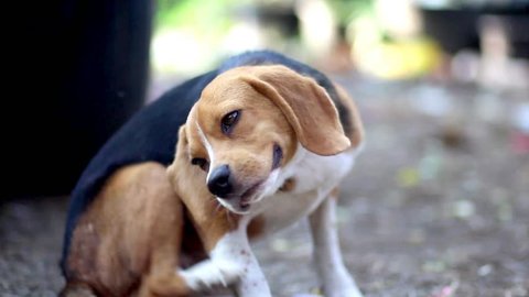 An adorable beagle dog scratching in the park.