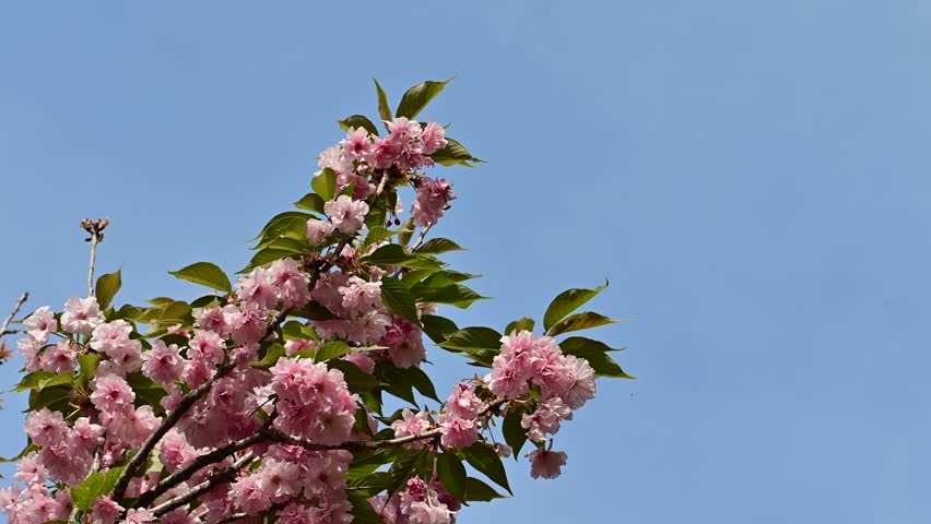 the beautifu;l tree blossoms closeup