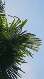 Palm trees sway in the wind against a clear blue sky. A tropical forest, view from below. Vertical video.