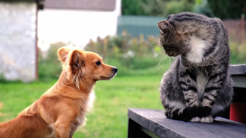 A gray tabby cat hisses at a dog close-up. Side view. Aggressive behavior. Border protection. Homeless animals. Protecting personal boundaries. High quality 4k footage. Royalty-Free Stock Footage #3478088057