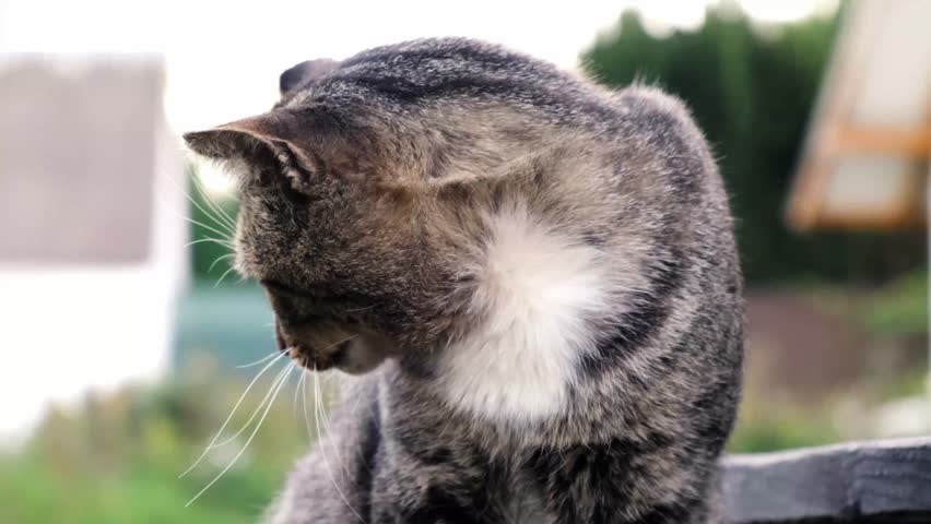 A gray tabby cat hisses at a dog close-up. Side view. Aggressive behavior. Border protection. Homeless animals. Protecting personal boundaries. High quality 4k footage. Royalty-Free Stock Footage #3478088231