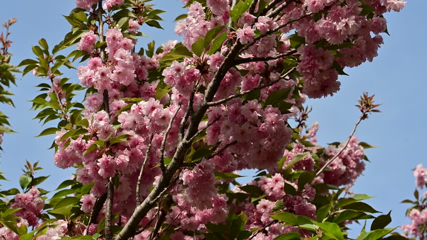 the beautifu;l tree blossoms closeup