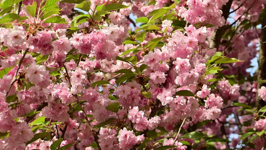 the beautifu;l tree blossoms closeup