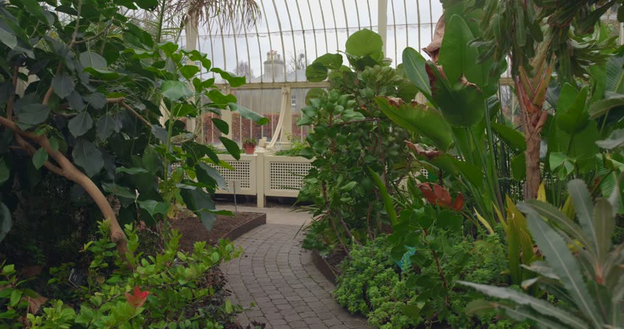 Plants And Trees Inside The Greenhouse Of National Botanic Gardens In Glasnevin, Dublin, Ireland. - tilt up shot