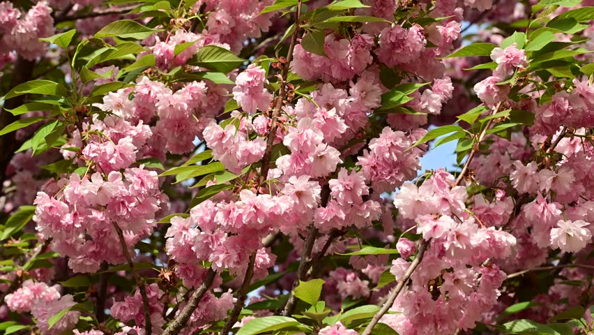 the beautifu;l tree blossoms closeup