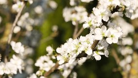 Short clip showing beautiful plum-tree flowers in blossom