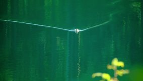 A lonesome duck is swimming in a peaceful lake on a sunny morning, with beautiful greenery in the foreground, while a lovely triangle shaped ripples are following its swim. a fantastic 4K video clip.