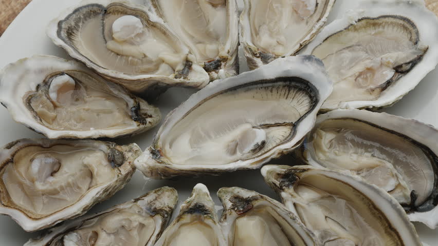 Fresh raw edible oysters, popular shellfish seafood close-up. Mollusk marine oysters. Royalty-Free Stock Footage #3478128501