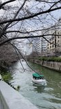 A vertical video of tourists experience Tokyo's Meguro River in spring during sakura season. Vertical footage of boats between the cherry blossoms during spring in Japan. Boats sail on the water. 