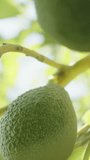 Vertical video. Close-up of an avocado on the tree, surrounded by dense foliage and bathed in sunlight.