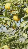 Vertical video. Ripe oranges on the tree against the backdrop of a blue sky, panoramic view around.