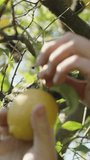 Vertical video. A Man's Hand Plucks a Lemon from the Tree with Rotational Movements, Slow-motion Close-up.