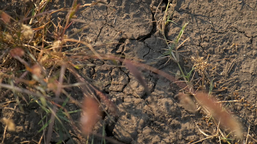 Bad harvest during dry season. An abandoned field with dry harvest during autumn weather.