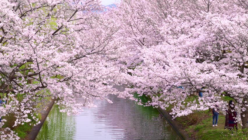 Kyoto cherry blossom in full bloom, Japanese springtime, sakura blooming at a river in Kyoto, tourism in Japan in spring