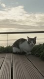 Vertical video. A stray cat sits on a bench high in the mountains against the backdrop of a sunset over the sea. He seems concerned and cautiously observes something, slowly moving towards me.