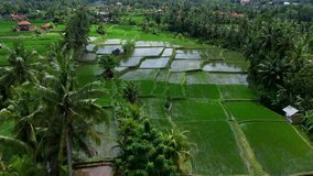 Beautiful rice fields in Ubud on the island of Bali. Top view, aerial video filming.