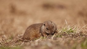 Funny fluffy gopher eats next to the burrow, little ground squirrel or little suslik, Spermophilus pygmaeus is a species of rodent in the family Sciuridae. Syslik in wildlife. Slow motion video