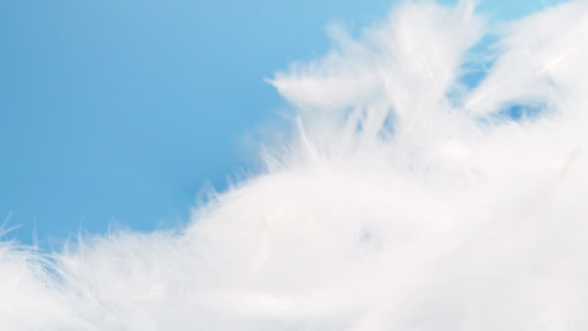 Slow motion white fluffy feathers falling and flying on chroma key background