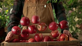 Super Slow Motion Shot of Red Apples Falling into Wooden Box Held by a Farmer at 1000fps - Powered by Shutterstock - Get 15% off with code: PIKWIZARD15