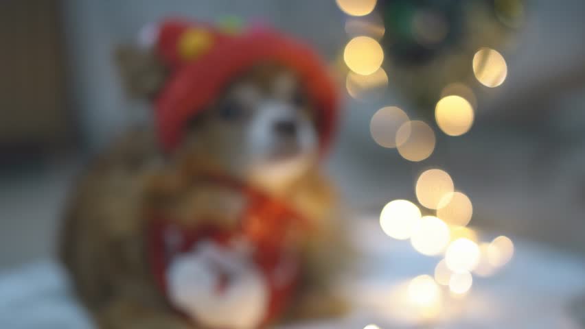 Festive Furry Friend, Adorable Chihuahua Celebrates Christmas with Elf Hat, Share the festive spirit as an adorable brown Chihuahua dons a Christmas elf hat and sits beside a background Christmas