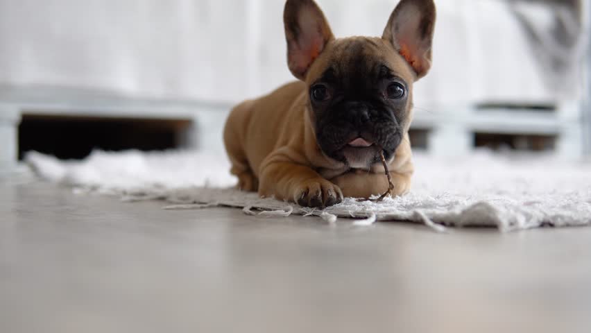Lighthearted Moments, Funny French Bulldog Spreads Joy at Home, Experience the infectious joy of a funny French bulldog as it fills the room with laughter and happiness, bringing warmth and delight Royalty-Free Stock Footage #3478409241
