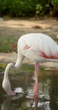 A flamingo bird seeking in water for food. High definition shot at 4K, 60 fps vertical video footage.