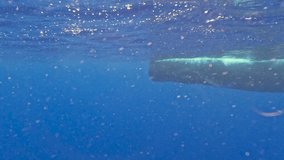 4k video of an adult Sperm Whale (Physeter macrocephalus) in the Caribbean Sea