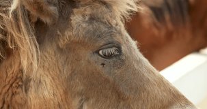 Close up of a Shetland pony eye. A Shetland pony (or a Shetland mix) horse. High definition shot at 4K, 60 fps video footage.