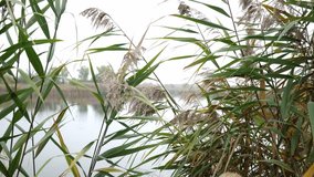 Close up video of reeds growing on shore of a lake Zobnatica, taken on foggy day