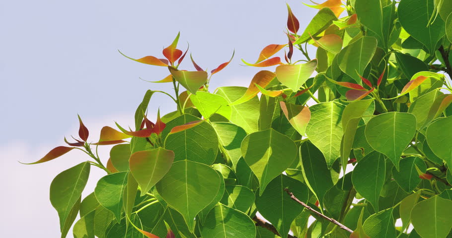 Fresh new  leaves of Triadica sebifera or Chinese tallow tree swaying in sunlight. Royalty-Free Stock Footage #3478512469