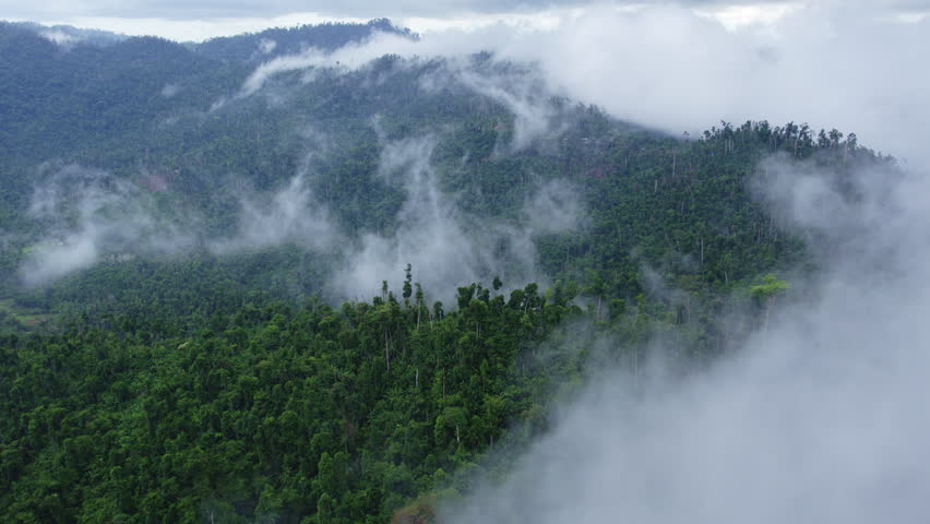 Clouds among the trees after a tropical downpour, in the mountains