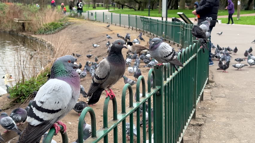 Man is feeding pigeons in the park by pond, people with children walking in the background, selective focus on birds perching on the top of metal fence railing.