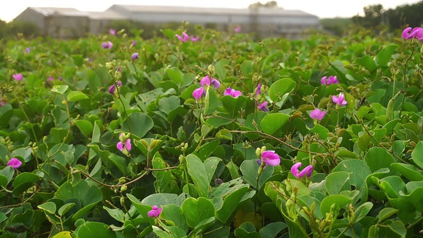 Environment day. group purple flowers and green leaves blow in the wind against the backdrop of factory buildings.