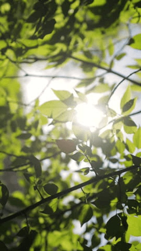 Beautiful summer sun between green leaves. Nature background close up. Vertical video. 스톡 비디오