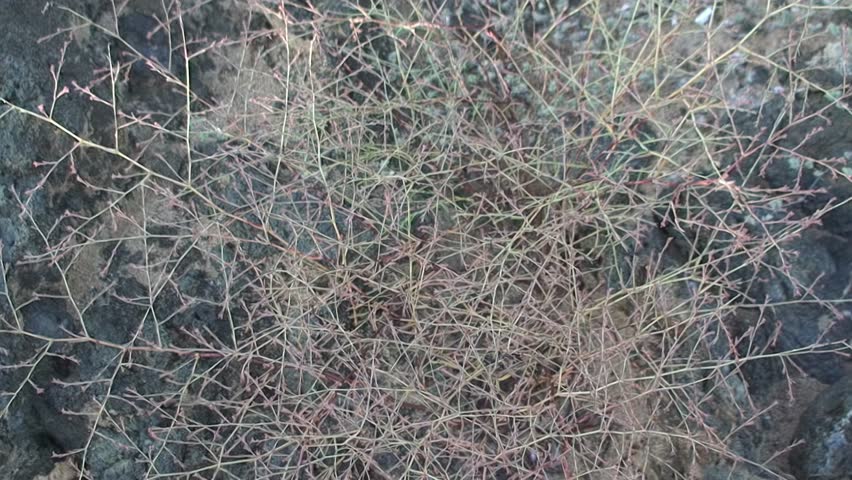 View withered flora of Galapagos Islands is made up of different and beautiful plant species.
